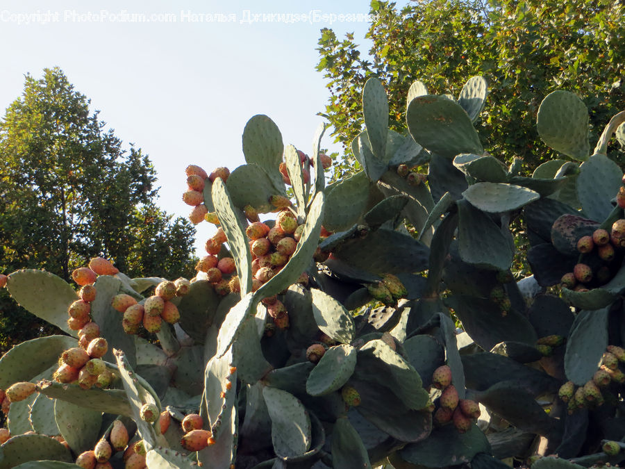 Cactus, Plant, Fruit, Grapes, Aloe, Blossom, Flora