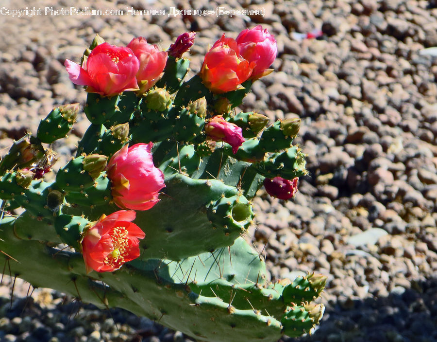 Cactus, Plant, Blossom, Flora, Flower, Bush, Vegetation