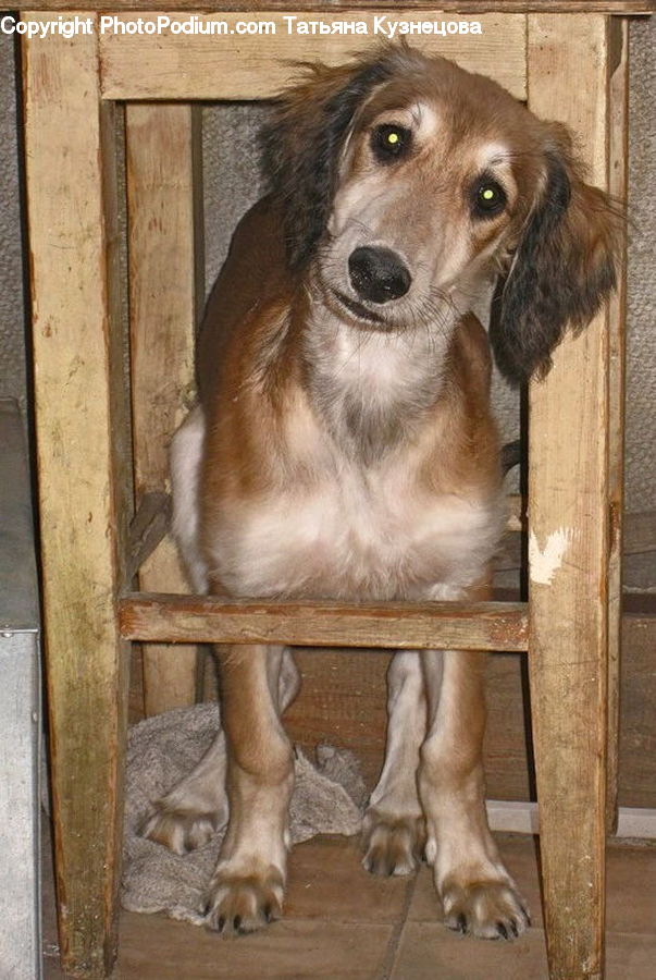 Animal, Canine, Cocker Spaniel, Dog, Mammal, Pet, Spaniel