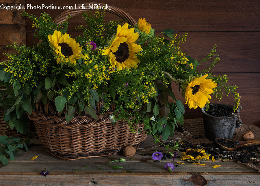 Blossom, Flora, Flower, Plant, Sunflower, Potted Plant, Pot