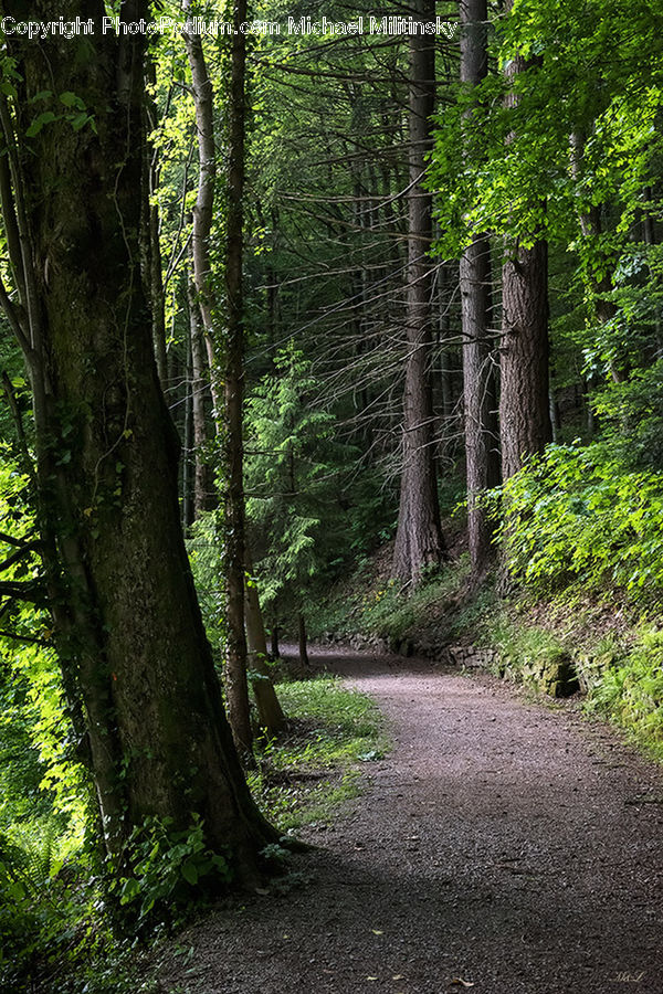 Forest, Vegetation, Ivy, Plant, Vine, Grove, Land