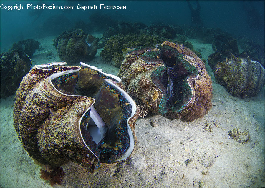 Coral Reef, Outdoors, Reef, Sea, Sea Life, Water, Alcyonacea