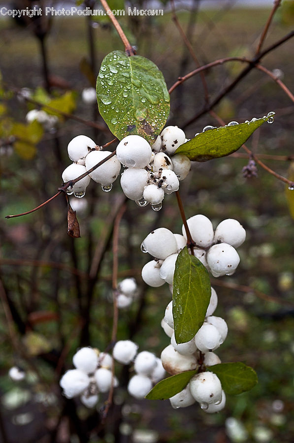 Fruit, Grapes, Plant, Vine, Blossom, Flora, Flower