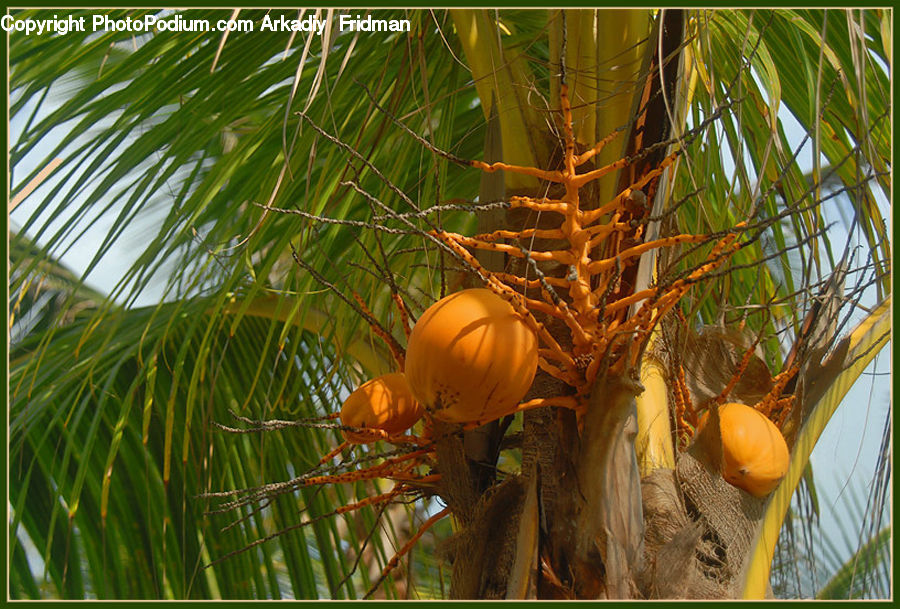 Arecaceae, Coconut, Fruit, Persimmon, Conifer, Fir, Plant
