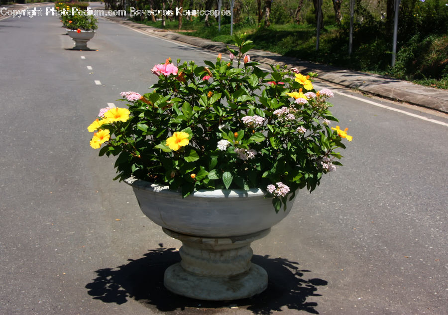 Plant, Potted Plant, Planter, Bush, Vegetation, Pot, Pottery