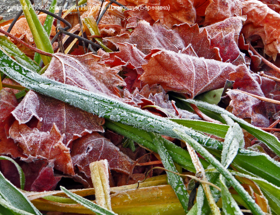 Frost, Ice, Outdoors, Snow, Blossom, Flora, Flower