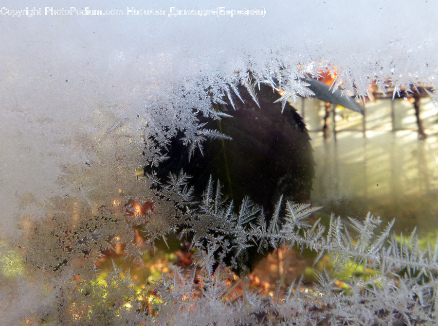 Frost, Ice, Outdoors, Snow, Bird, Blackbird, Algae