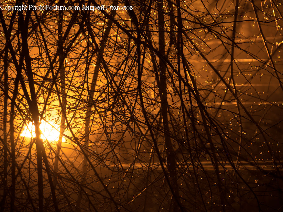 Dawn, Dusk, Sky, Sunrise, Sunset, Red Sky, Plant