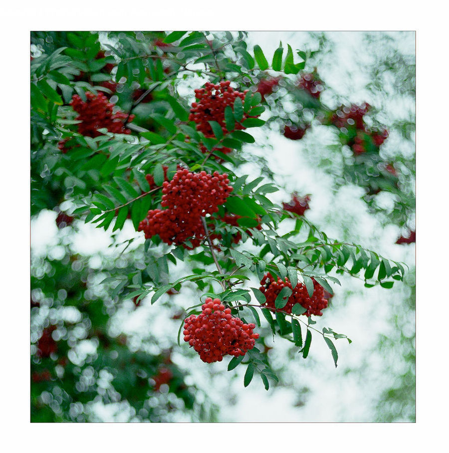 Blossom, Flora, Flower, Geranium, Plant, Floral Design, Bush