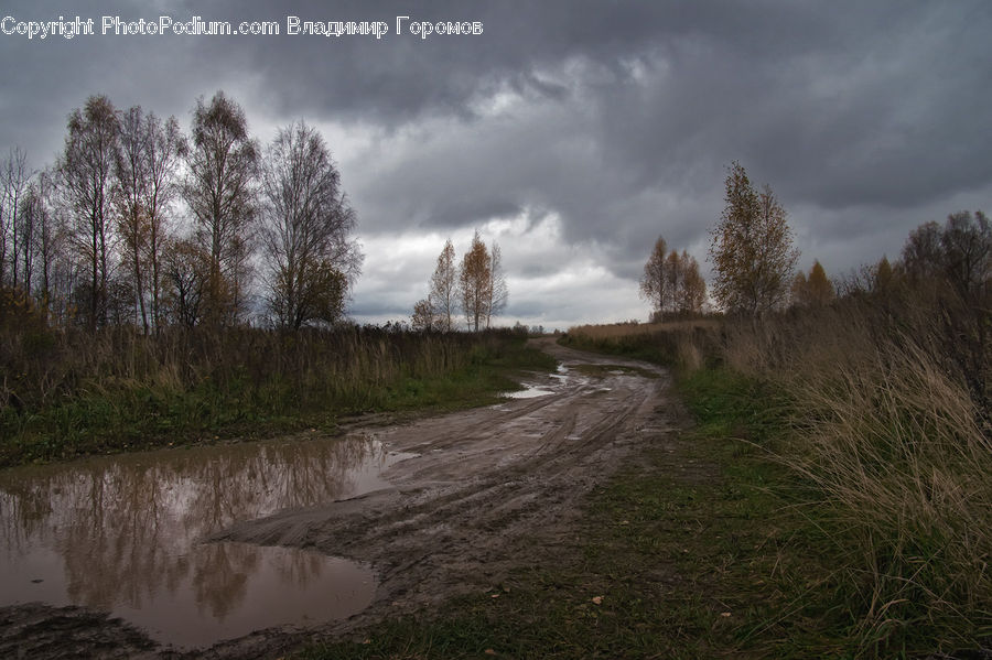 Dirt Road, Gravel, Road, Field, Grass, Grassland, Plant