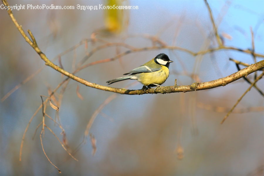 Bee Eater, Bird, Finch