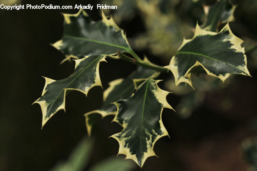 Ivy, Plant, Vine, Leaf, Oak, Tree, Wood