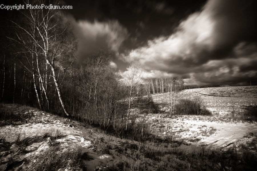 Outdoors, Storm, Weather, Countryside, Forest, Vegetation, Plant