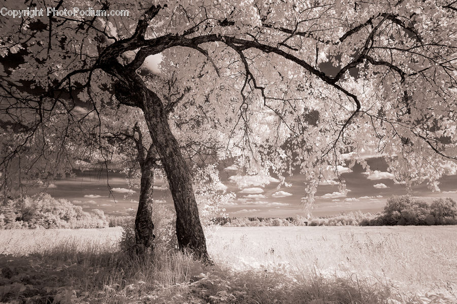 Oak, Tree, Wood, Plant, Blossom, Flora, Flower