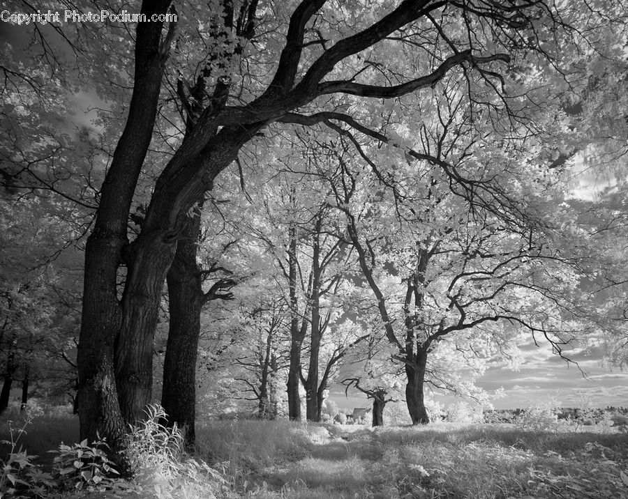 Oak, Tree, Wood, Plant, Forest, Grove, Land