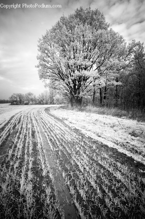 Frost, Ice, Outdoors, Snow, Countryside, Plant, Tree