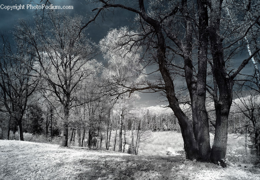 Plant, Tree, Oak, Wood, Forest, Vegetation, Grove