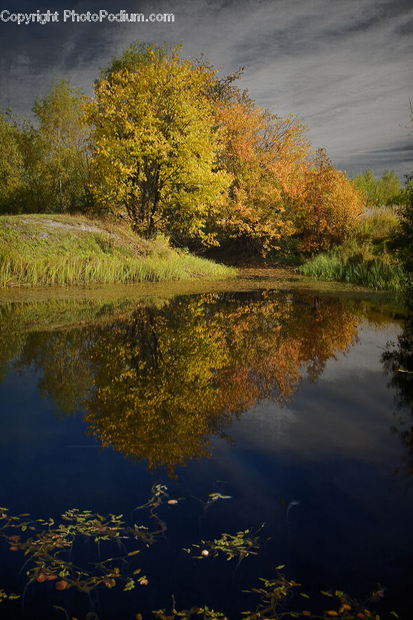 Aquarium, Aquatic, Sea Life, Water, Nature, Outdoors, Field