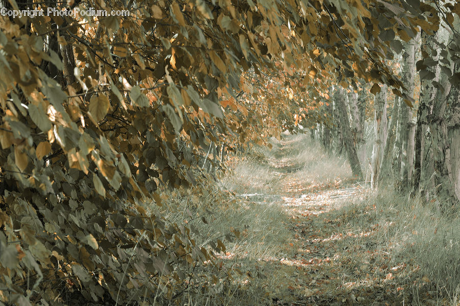 Field, Grass, Grassland, Plant, Dirt Road, Gravel, Road
