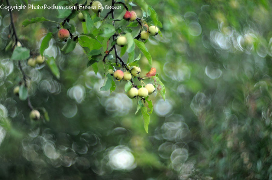 Fruit, Grapes, Cherry, Plant, Vegetation, Blossom, Flora