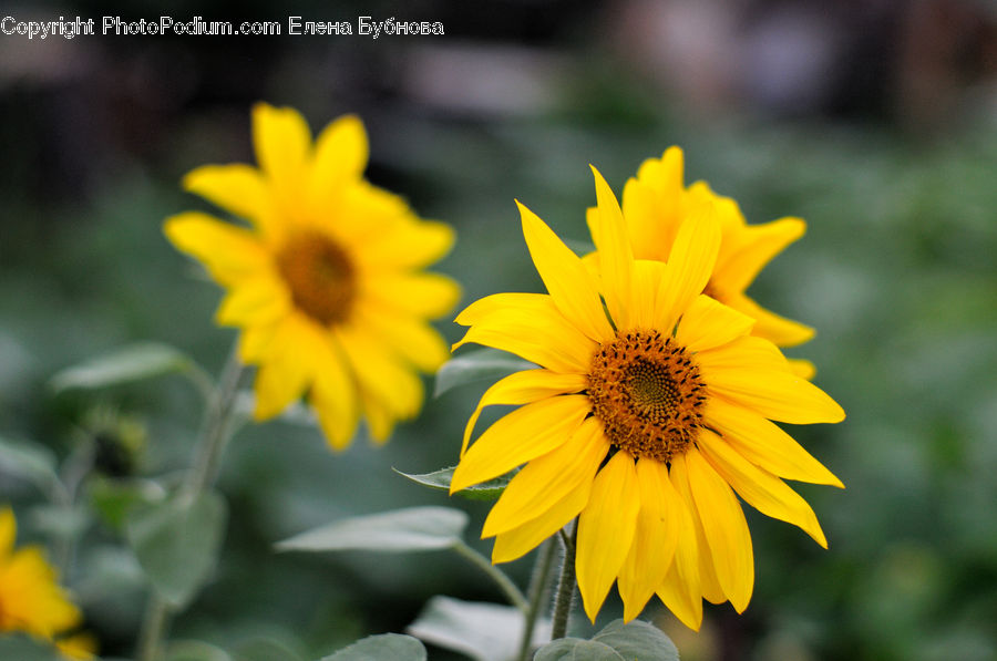 Blossom, Flora, Flower, Plant, Sunflower, Treasure Flower, Daisies