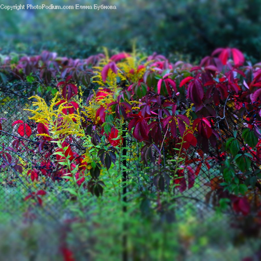 Bush, Plant, Vegetation, Blossom, Flora, Flower, Vine