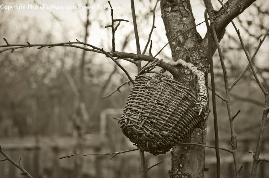 Wire, Birch, Tree, Wood, Bird, Grouse, Accipiter