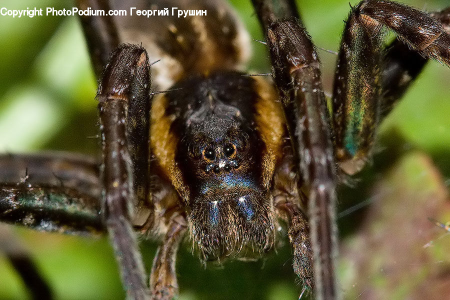 Arachnid, Garden Spider, Insect, Invertebrate, Spider, Asilidae, Andrena