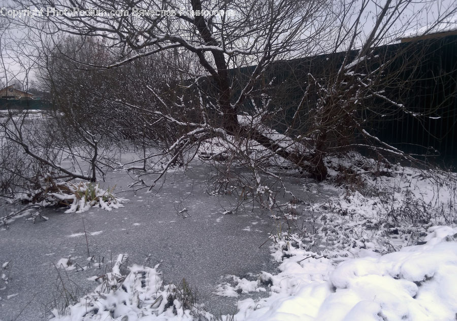Ice, Outdoors, Snow, Frost, Forest, Vegetation, Plant