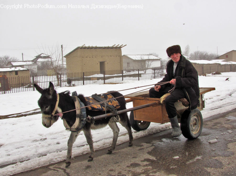 People, Person, Human, Animal, Donkey, Buggy, Carriage