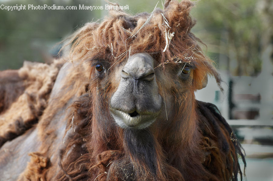 Animal, Camel, Mammal