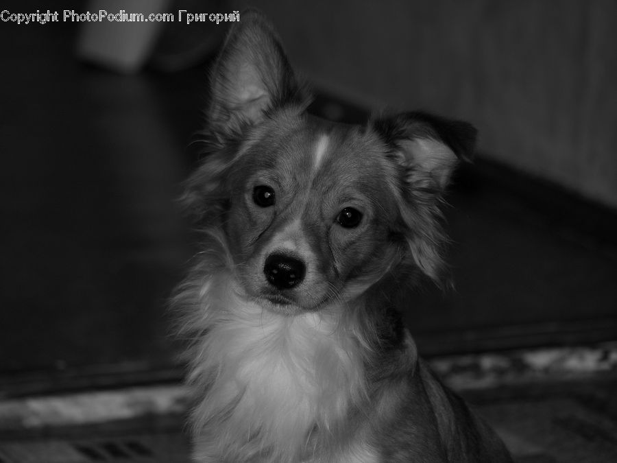 Animal, Canine, Dog, Mammal, Papillon, Pet, Spaniel