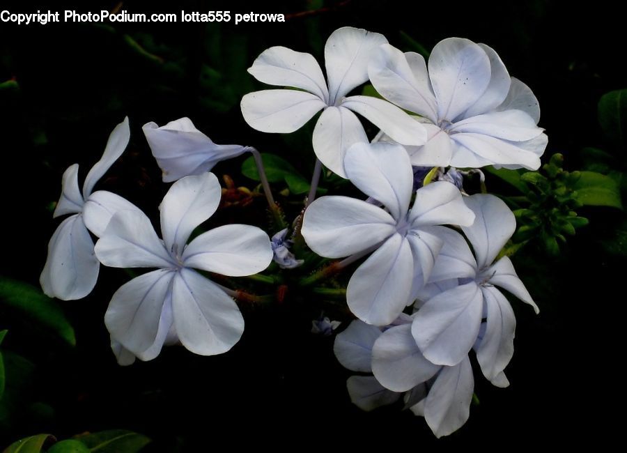 Blossom, Flora, Flower, Geranium, Plant, Potted Plant, Lily