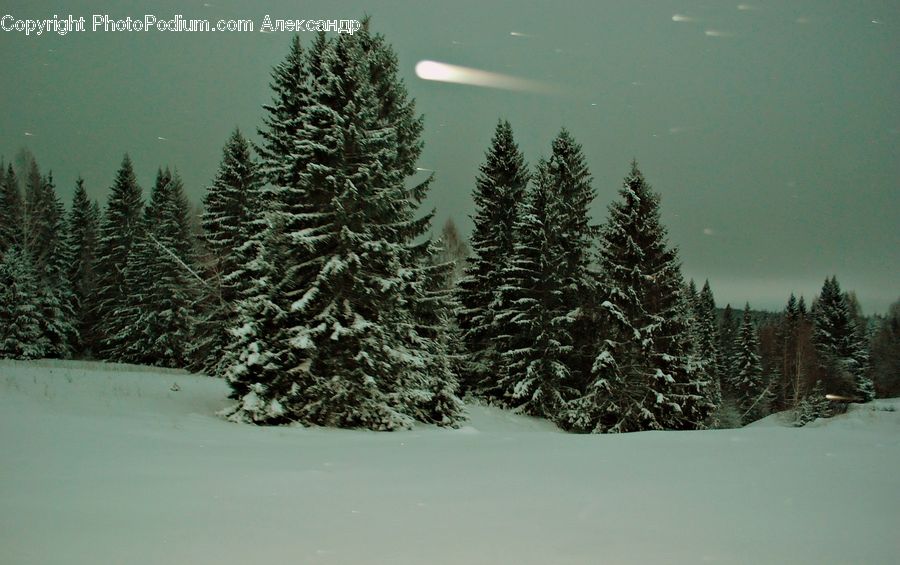 Conifer, Fir, Spruce, Wood, Plant, Tree, Pine