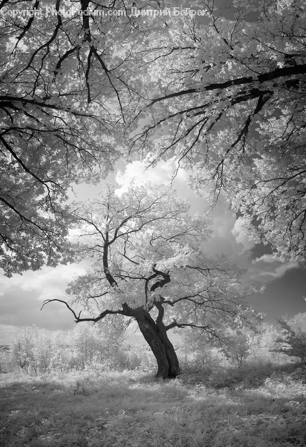 Plant, Tree, Oak, Wood, Blossom, Flora, Flower