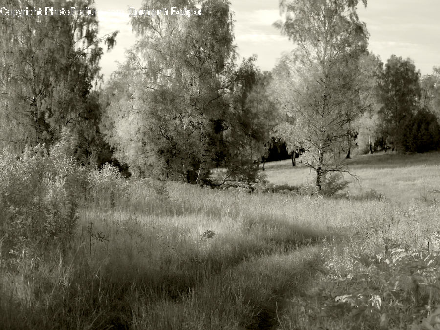 Countryside, Outdoors, Plant, Tree, Forest, Grove, Land