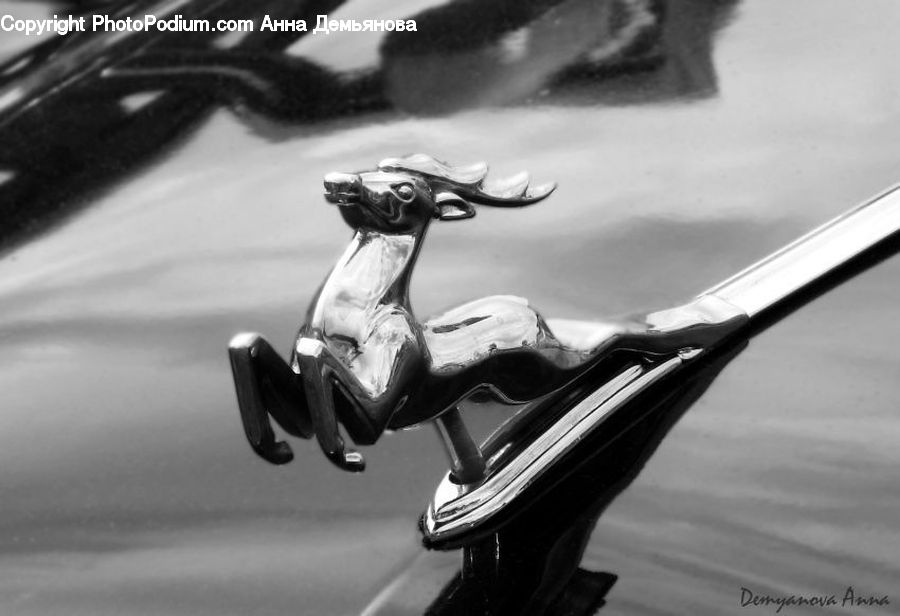 Animal, Buffalo, Bull, Mammal, Scooter, Vehicle