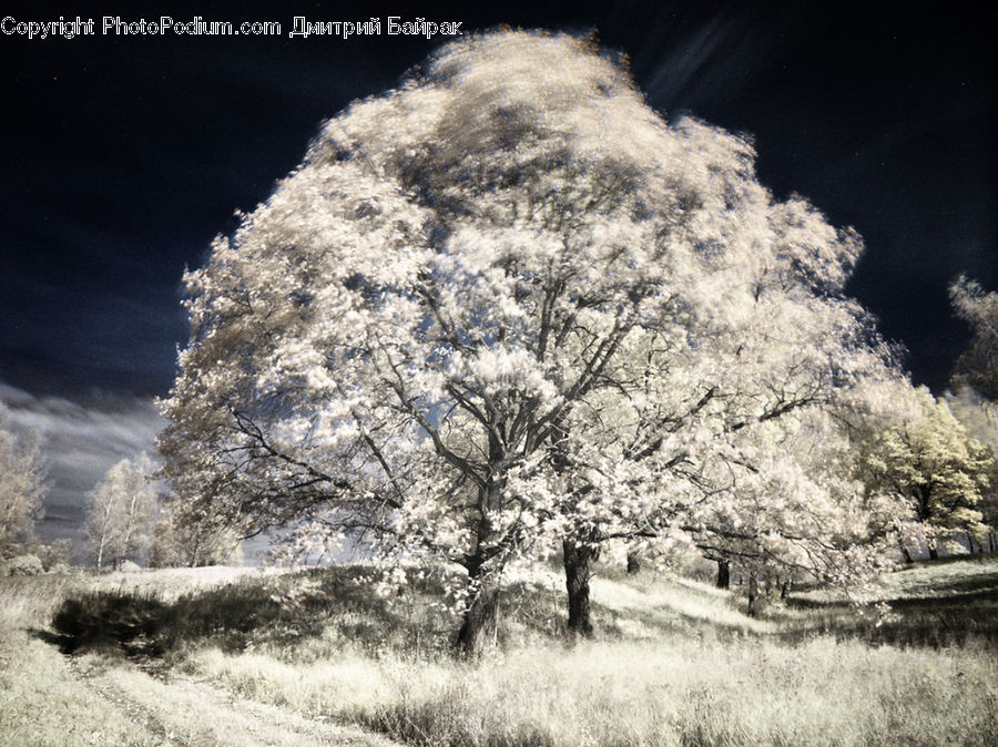 Frost, Ice, Outdoors, Snow, Oak, Tree, Wood