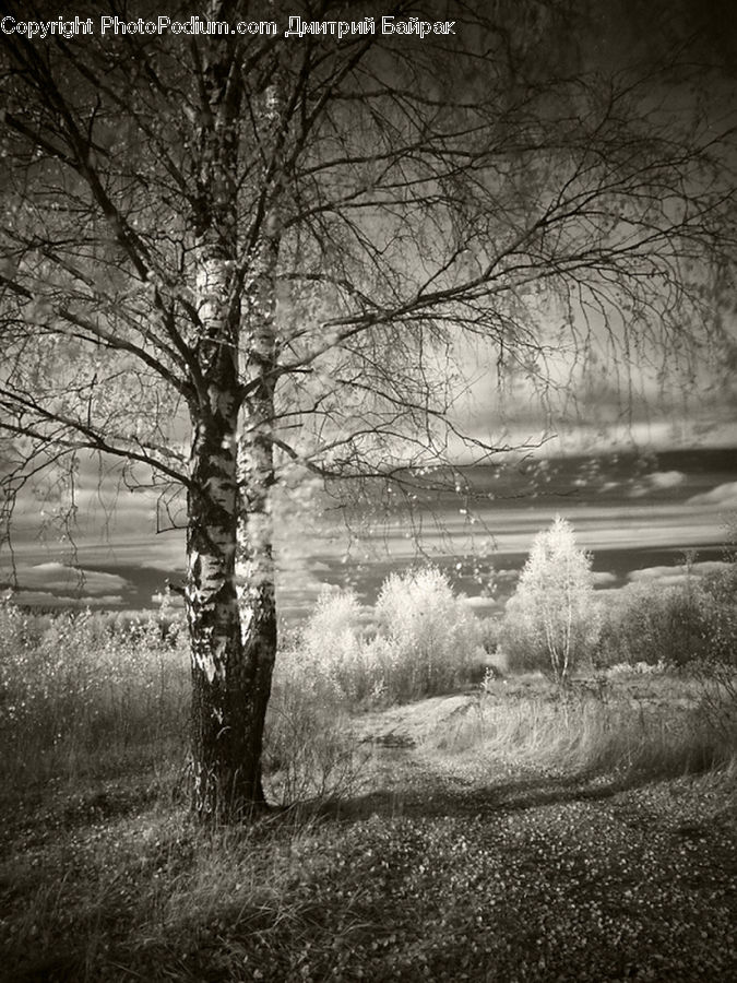 Plant, Tree, Frost, Ice, Outdoors, Snow, Oak
