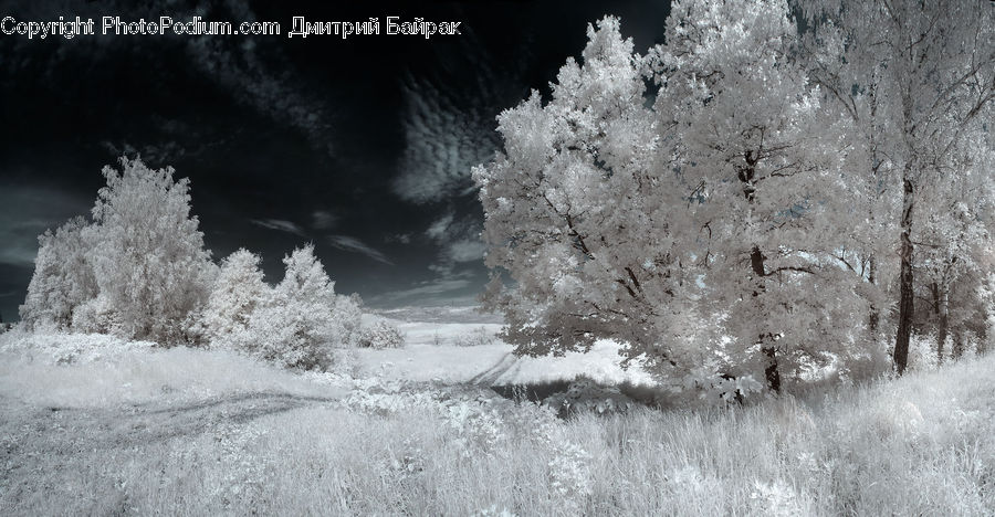 Frost, Ice, Outdoors, Snow, Bush, Plant, Vegetation
