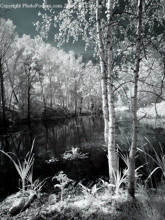 Forest, Vegetation, Grove, Land, Plant, Tree, Birch