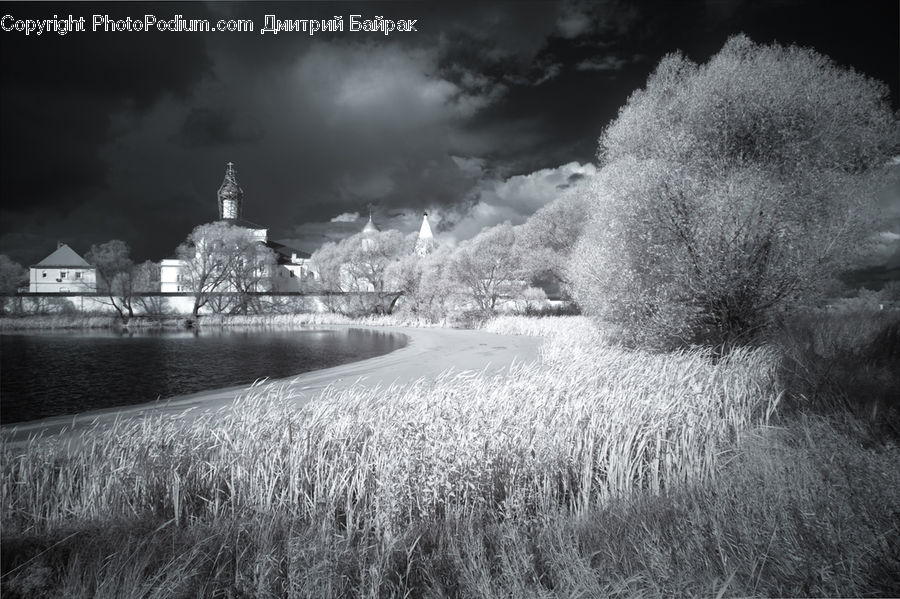 Countryside, Outdoors, Water, Grass, Plant, Reed, Tree