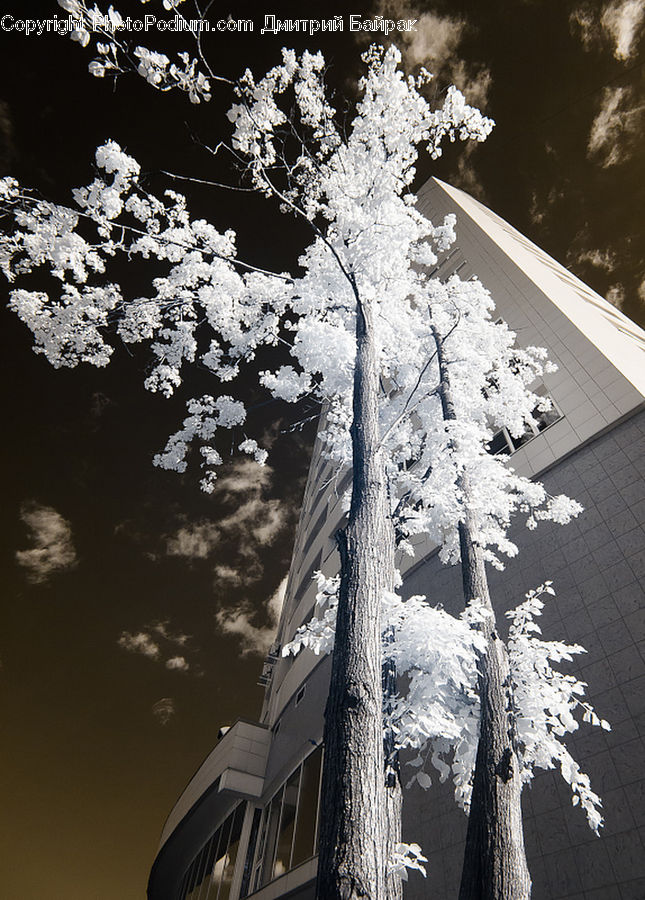 Blossom, Flora, Flower, Plant, Astronomy, Moon, Night
