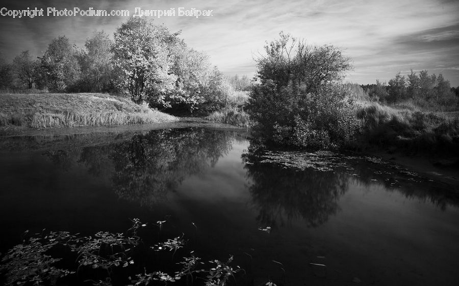 Outdoors, River, Water, Pond, Plant, Tree, Blossom