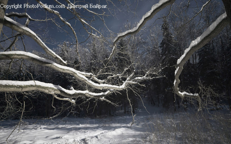 Birch, Tree, Wood, Forest, Vegetation, Plant, Landscape