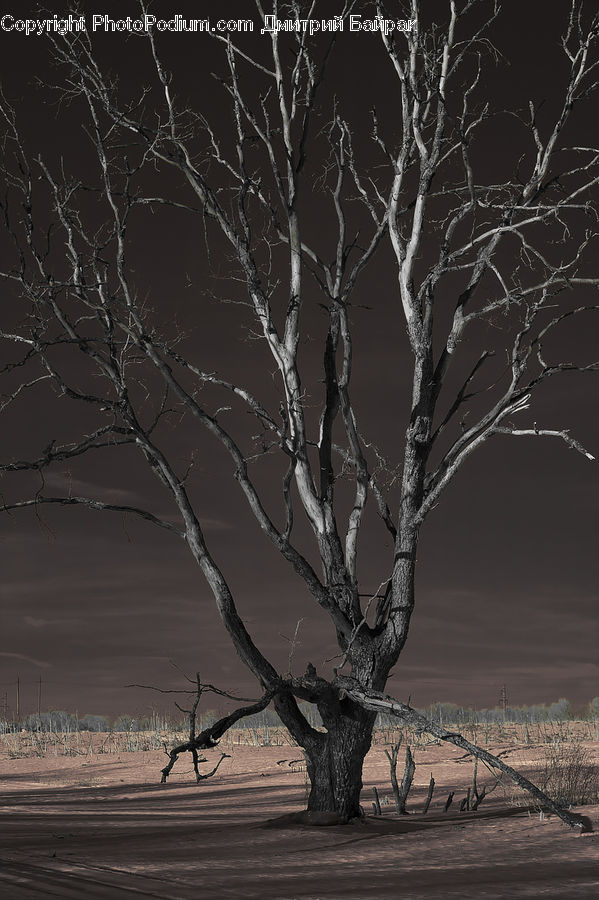 Plant, Tree, Oak, Wood, Birch, Dawn, Dusk