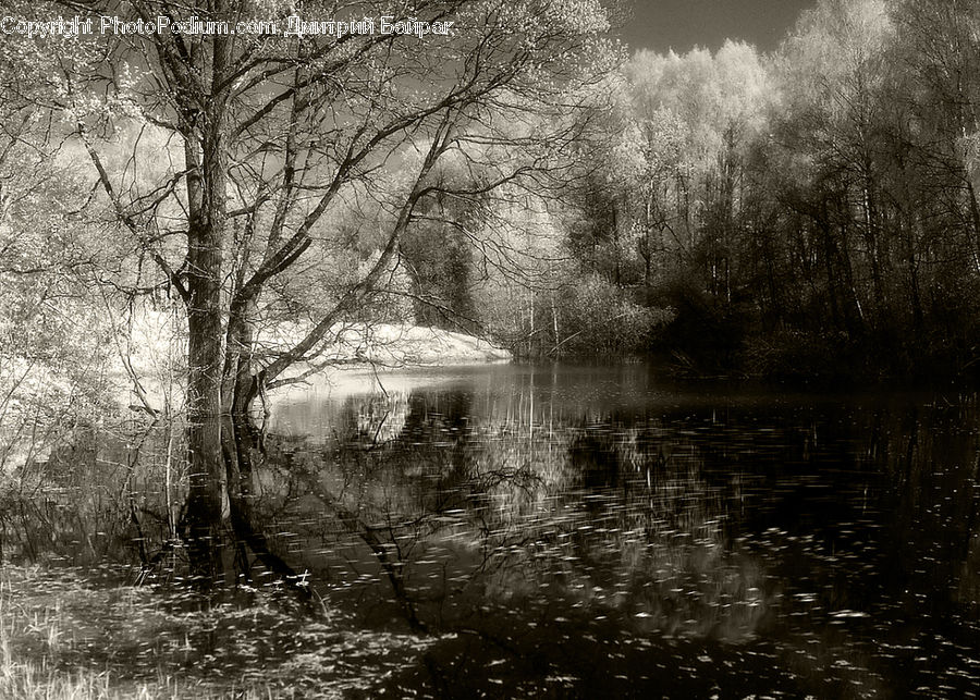 Outdoors, Pond, Water, Plant, Tree, Forest, Vegetation