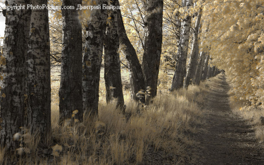 Birch, Tree, Wood, Dirt Road, Gravel, Road, Forest