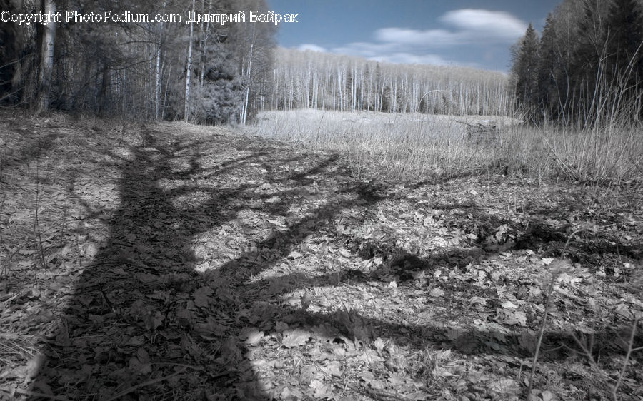 Frost, Ice, Outdoors, Snow, Countryside, Forest, Grove
