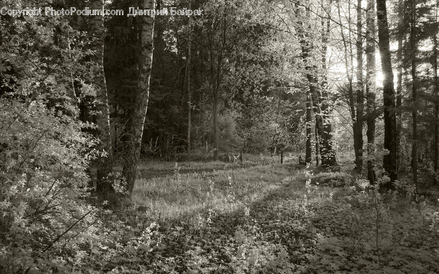 Forest, Grove, Land, Vegetation, Fir, Plant, Tree